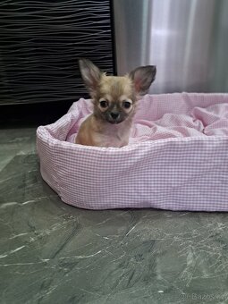 Čivava štěňátka fenečky - 13