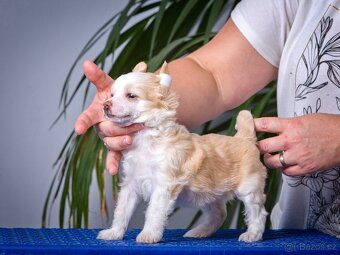 Čínský chocholatý pes - Štěňata s PP - 13