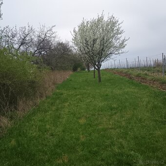 vinohrad - sad - 13