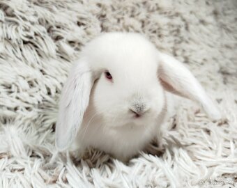 Zakrslý beránek, králíček, králík - MOLLY - 13