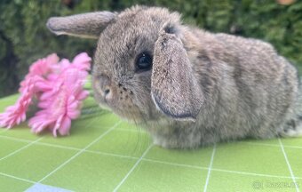 Mini mláďátka zakrslých králíčků přímo od chovatele - 13