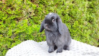 Zakrslý beránek, králíček, králík - ELLA - 13
