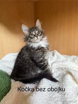 Mainská mývalí koťata - MCO - 13