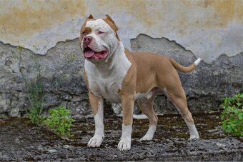 American bully - krytí - 13