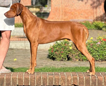 Rhodéský Ridgeback - štěňátka s PP - 13