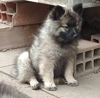 Německý špic vlčí / keeshond prodám kvalitní štěňata s PP - 13