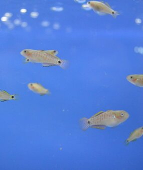 Akvarijní rybičky různé druhy - 13