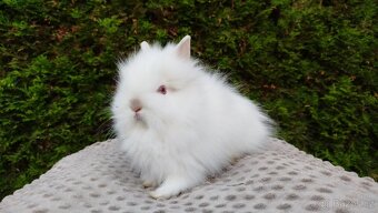 Zakrslý králík, králíček -(TEDDY)-ONŘEJ A OTA - 13