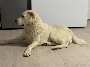 Středoasijský pastevecký pes - SAO - 13