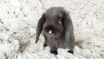 Zakrslý beránek, králík, králíček - PEGGY - 13
