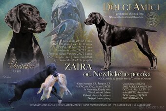 Azakias - černý Německý ohař krátkosrstý s PP - 13