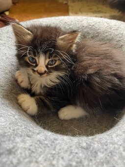 Maine coon mačiatka - 13