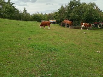 Zahrada v intravilánu obce, výměra: 7.428 m2. - 13