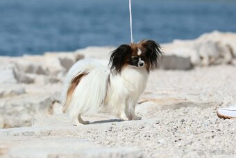 Papillon /krycí pes - 13