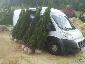 Tuja Smaragd, vavrínovec, červienka - Hodonin - 13