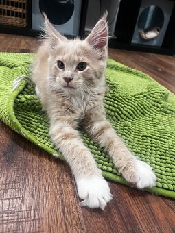 kotatko maine coon sPP-EMINEM - 13
