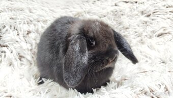 Zakrslý beránek, králíček, králík - BIBI - 13