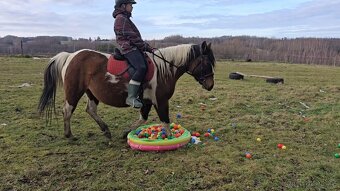 Huculská klisna, hucul, homozygotní Tobiano, pony, malý kůň - 13