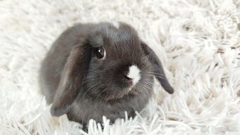 Zakrslý beránek, králíček, králík - DENIS - 13