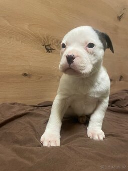 Americký stafordšírsky teriér - 13