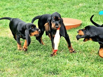 Black and Tan Coonhound - 13