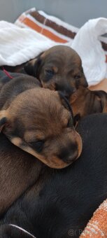 Jezevčík drsnosrstý - 13