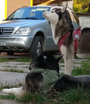 Sibiřský husky bez PP - poslední 3 kluci - 13