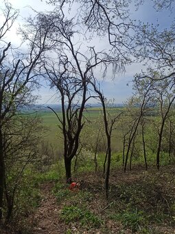 Pozemek k pronájmu Jeviněves - 13