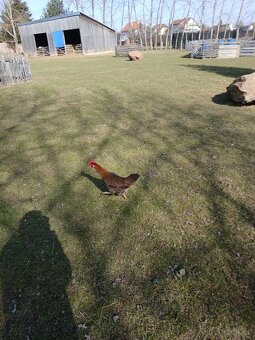 Násadová slepičí vejce - 13