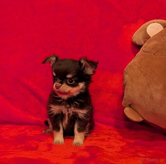 Čivava dlouhosrstá s PP- pejsci a fenky - 13