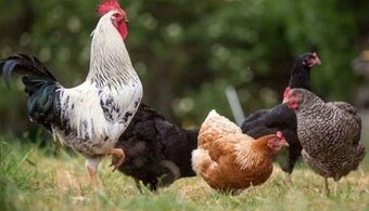 Slepice Kuřice Nosnice Dominanty 18 týdnů  staré - 13