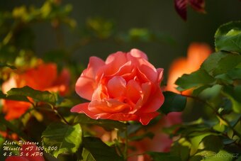 Objektiv Minolta AF 100-300 mm APO - 13