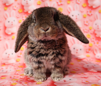 Zakrslí rex beránci s VP . - 13