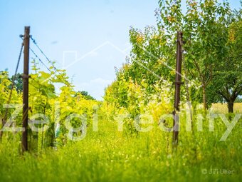 Prodej, Svatobořice-Mistřín, sad/vinice 3501m2 - 13