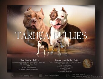 Psík American Bully s pp (ABKC) - 13