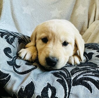 štěňata labrador a – připravena k odběru - 13