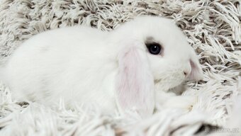 Zakrslý beránek, králíček, králík - FILIP - 13