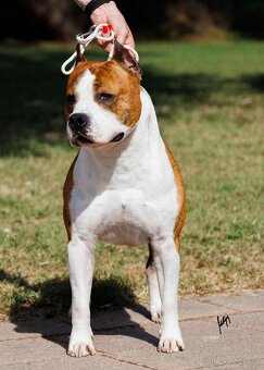 Americký stafordšírský teriér - štěňátka s PP - 13