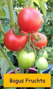 Semínka rajčata - různé druhy - 13