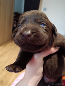 Štěňátka Labradora - 13