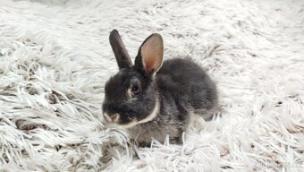 Zakrslý králík, králíček-(REX)-DAISY - 13