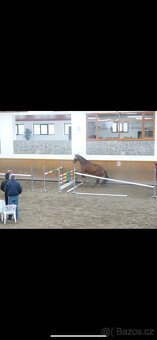Česky teplokrevník klisna - 13
