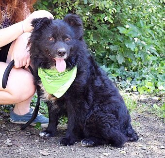 TICEAS K ADOPCI- 3 ROKY,TULÍCÍ ČERTÍK,HODNÝ,KLIDNÝ - 13