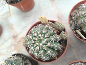 Kaktusy a sukulenty - 13