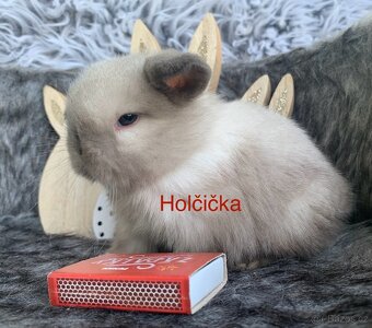 ❤️⭐️Minilop Kralicek Beránek miminka k rerervaci - 13