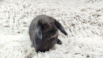 Zakrslý beránek, králíček, králík - BIBI - 13