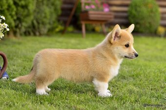 WELSH CORGI PEMBROKE S PP - 13