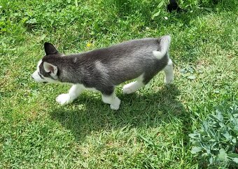 Šteniatka Sibirsky Husky - 13