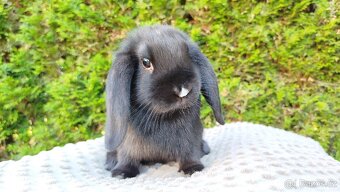 Zakrslý beránek, králíček, králík - PEGGY - 13