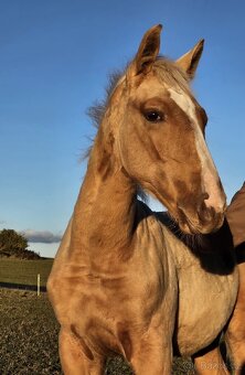 Stáj Zámek Ellischau - luxusní hřebeček CS r.2025 - 13